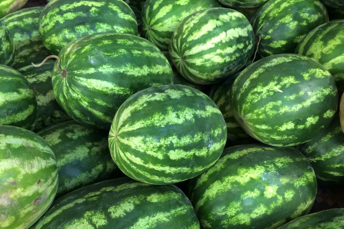 How Much Does A Watermelon Weigh?