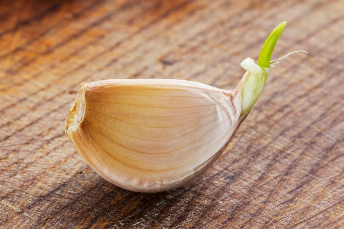 Is Sprouted Garlic Spoiled?