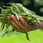 String Beans Vs. Green Beans: What’s the Difference?