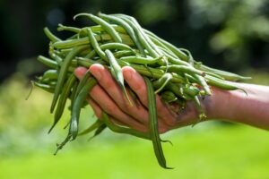 String Beans Vs. Green Beans What’s the Difference