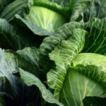 A Significant Guide To Know Does Cabbage Cause Gas