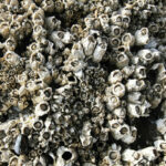 Can You Eat Barnacles? Yes! Here's What To Know About Barnacles Taste