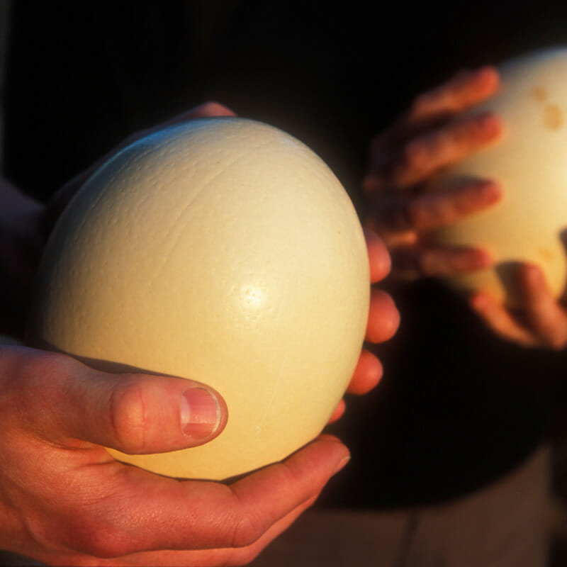  Ostrich Egg