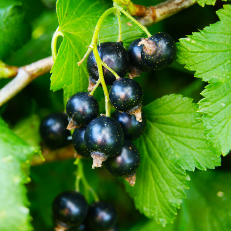 What Is Black Currant?