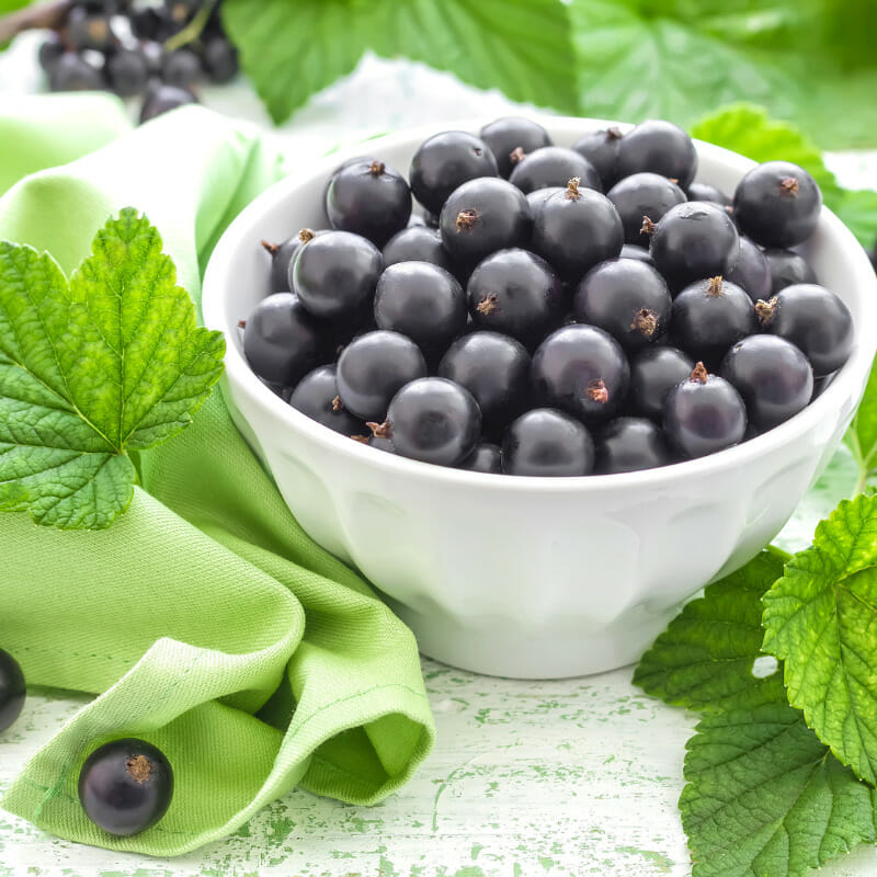 What Does Black Currant Look Like?