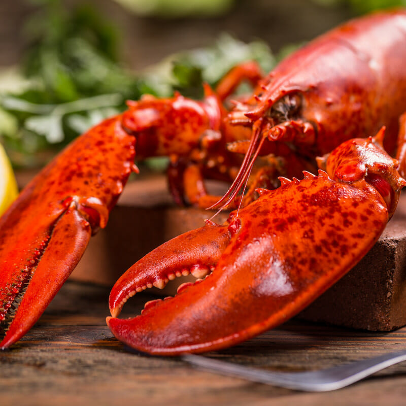 Is Lobster Healthy? Or Dangers Of Eating Lobsters