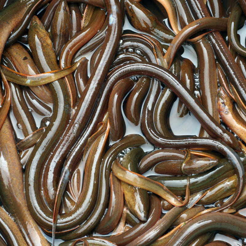 What Are Eels
