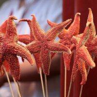 Fried Starfish