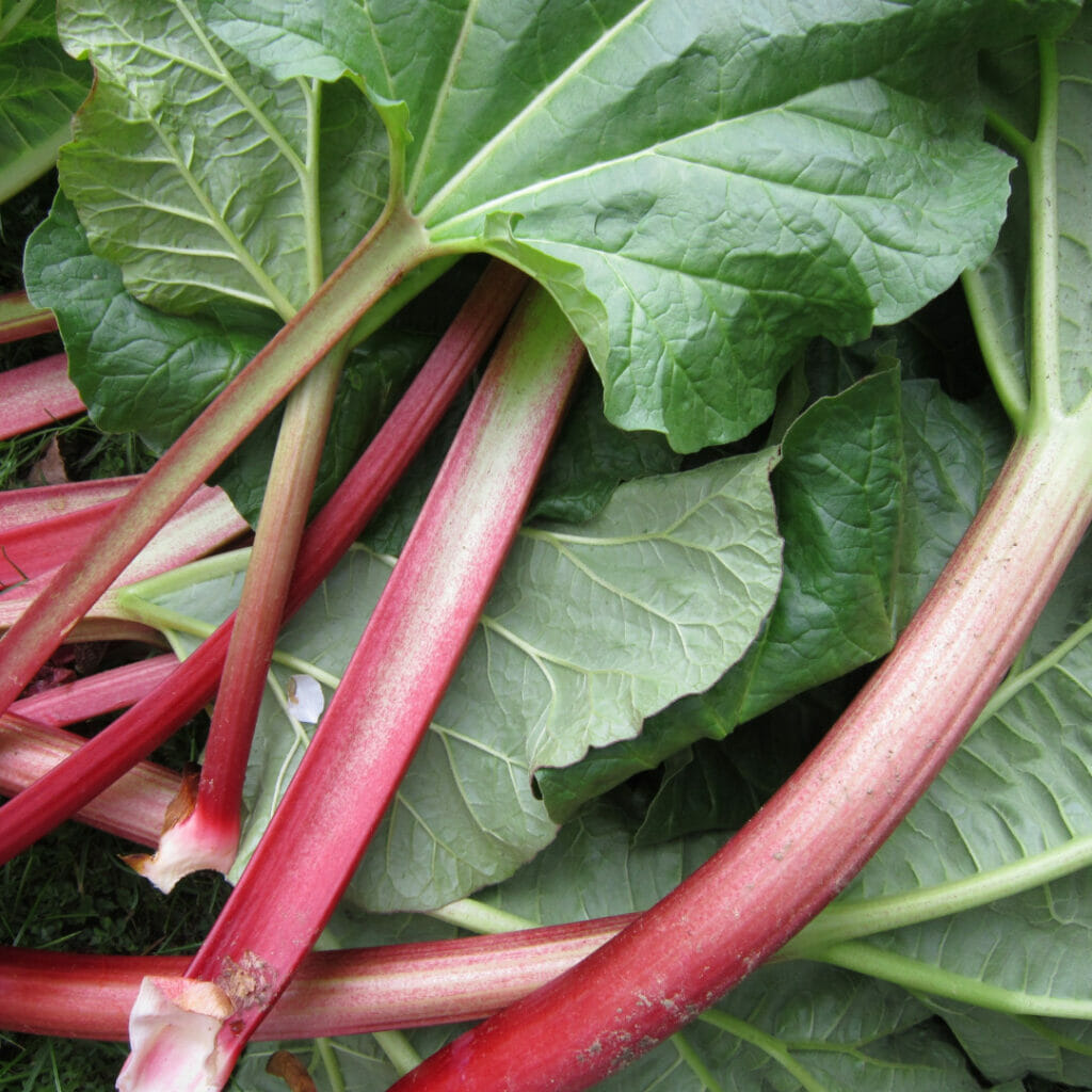 Health Benefits Of Rhubarb