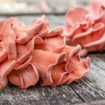 What Are Pink Oyster Mushrooms? What Do Pink Oyster Mushrooms Taste Like?