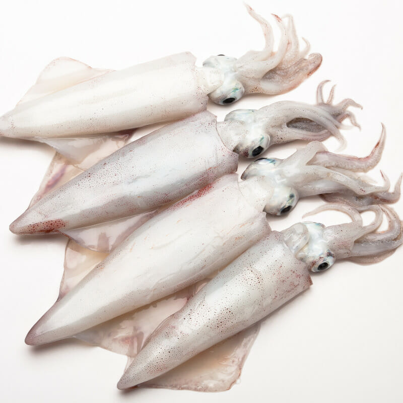 What Do Squid Look Like