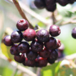 What Is Acai Berry? What Is Acai Berry Taste Like?