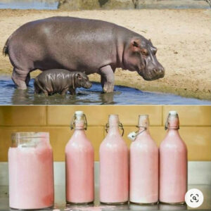 what does hippo milk taste like