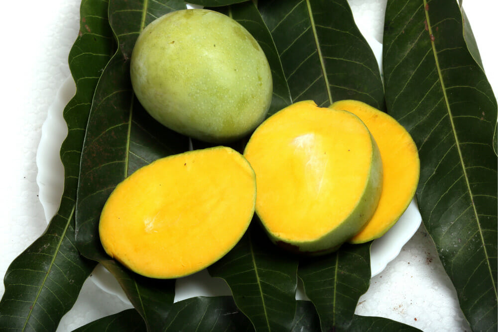 Unripe mangoes