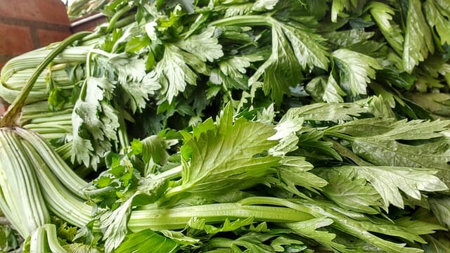 Chinese Celery Leaves